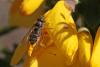 240661 – Photo : Marc Solari – France (68)